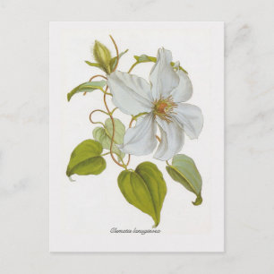 Clematis lanuginosa postcard