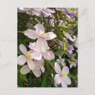 Clematis Montana Postcard