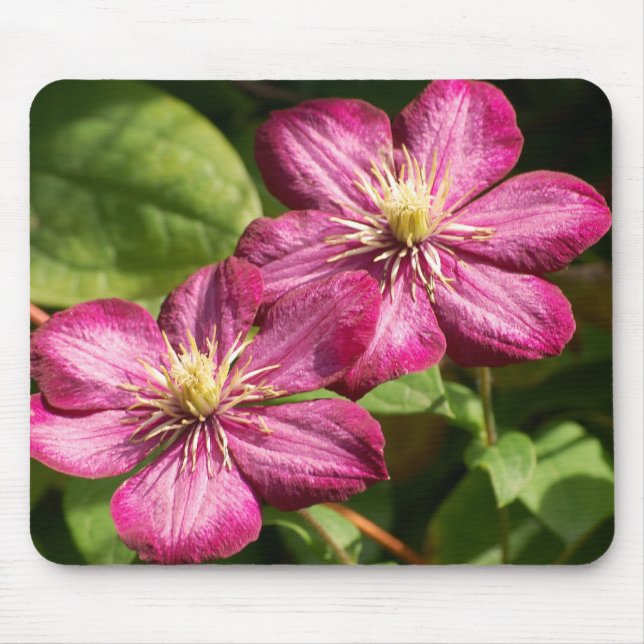 Clematis Mouse Mat (Front)