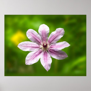 Clematis 'Nelly Moser'  Poster