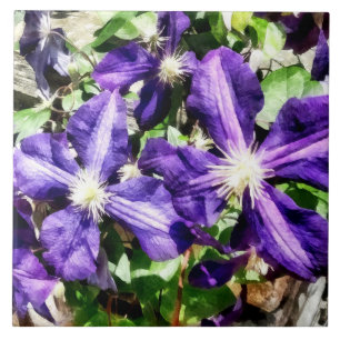 Clematis on a Stone Wall Tile