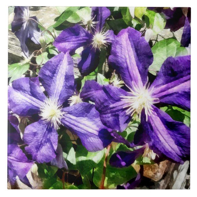 Clematis on a Stone Wall Tile (Front)