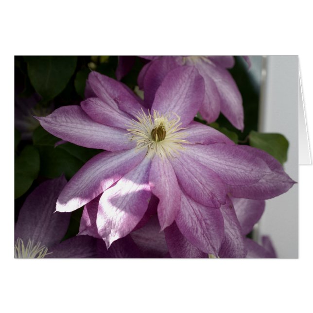 Clematis-painting effect (Front Horizontal)