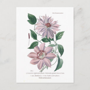 Clematis patens postcard