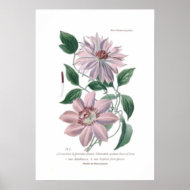 Clematis patens poster (Front)