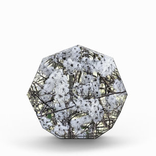 CLEMATIS PHOTO BLOCK