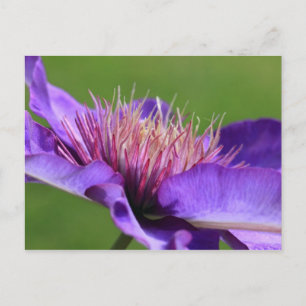 Clematis Postcard