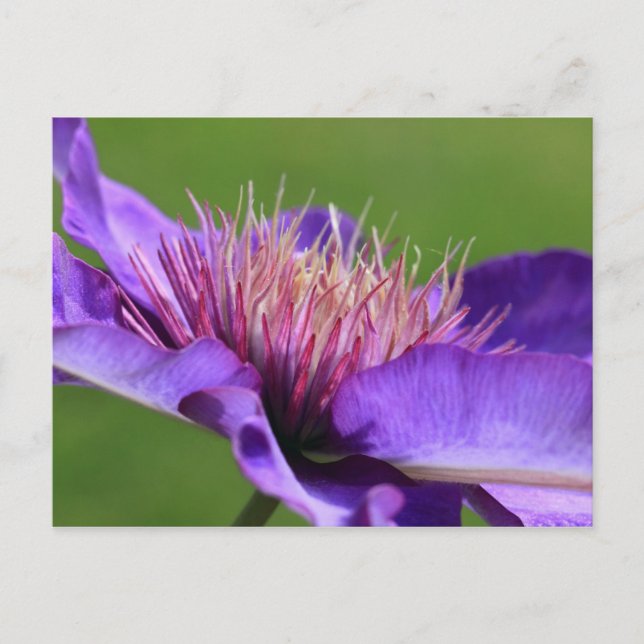 Clematis Postcard (Front)