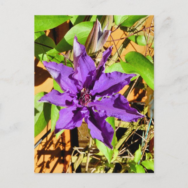CLEMATIS POSTCARD (Front)