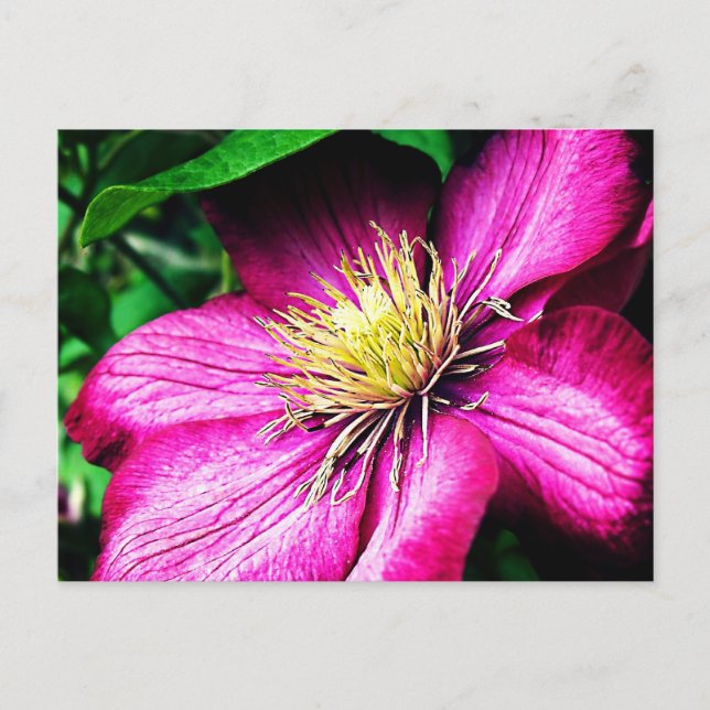 Clematis Postcard (Front)