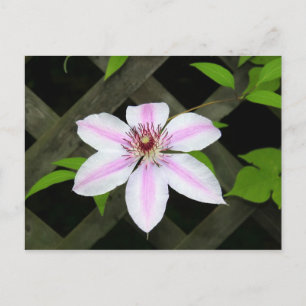 Clematis Postcard