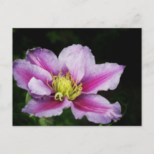 Clematis Postcard