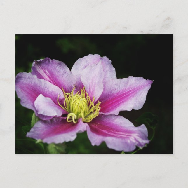 Clematis Postcard (Front)