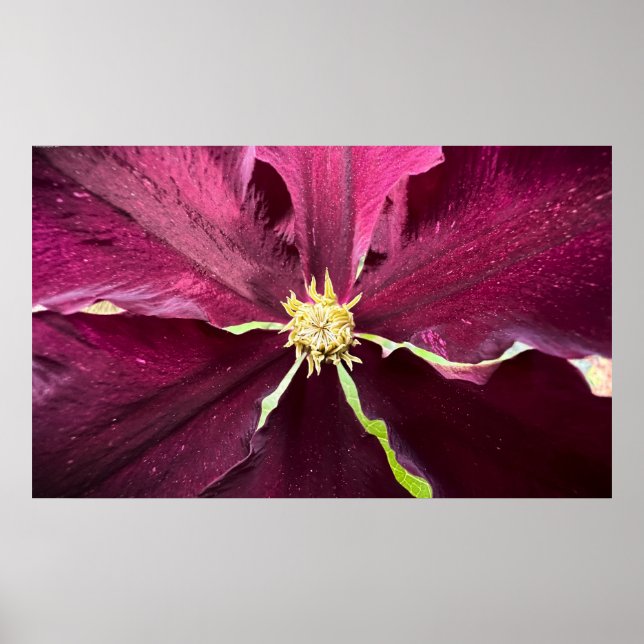 Clematis Poster (Front)