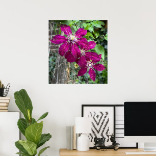 Clematis, poster