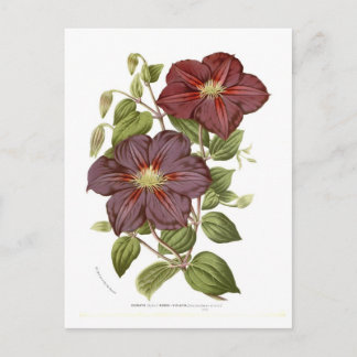 Clematis rubro - violacea postcard