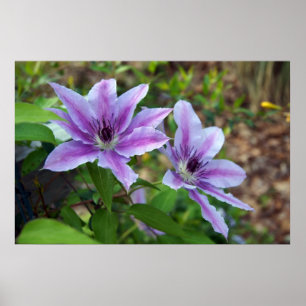 Clematis Spring Poster