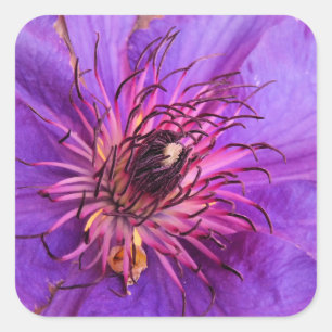 CLEMATIS SQUARE STICKER