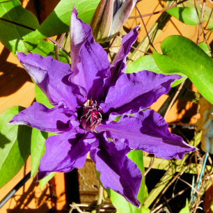 CLEMATIS TILE