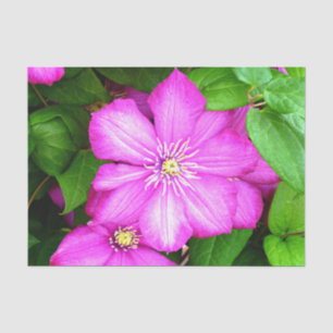Clematis Tissue Paper