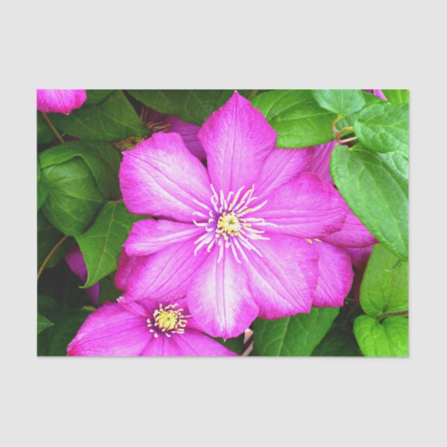 Clematis Tissue Paper (Front)