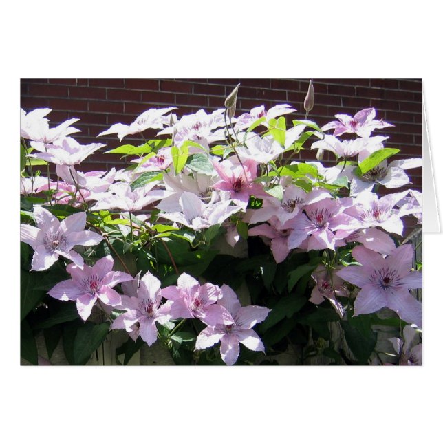 Clematis Vine (Front Horizontal)