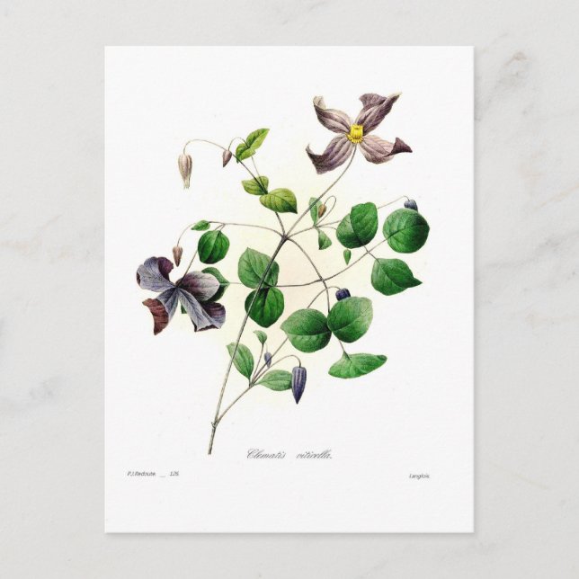 Clematis viticella postcard (Front)