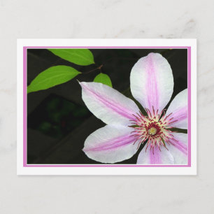 Clematis With Leaves Postcard