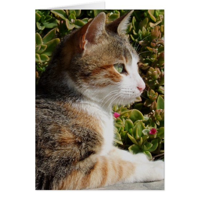 Cleo Cat Card (Front)