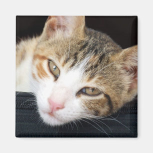 Cleo Cat Magnet