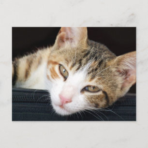 Cleo Cat Postcard