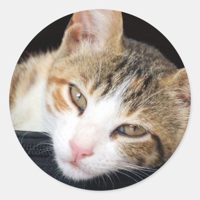 Cleo Stickers (Front)