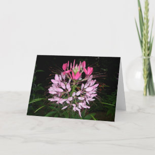 Cleome Card