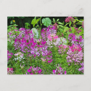Cleome or Spider flower - Purple White Pink Postcard