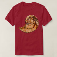 Cleoniceras Cleon Ammonite Fossil
