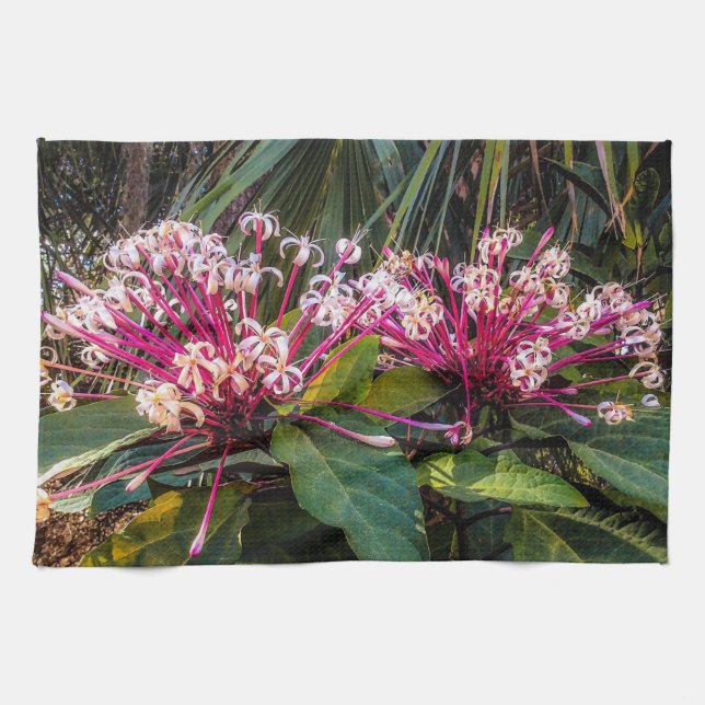 Clerodendrum Starburst Flowers Kitchen Towels (Horizontal)
