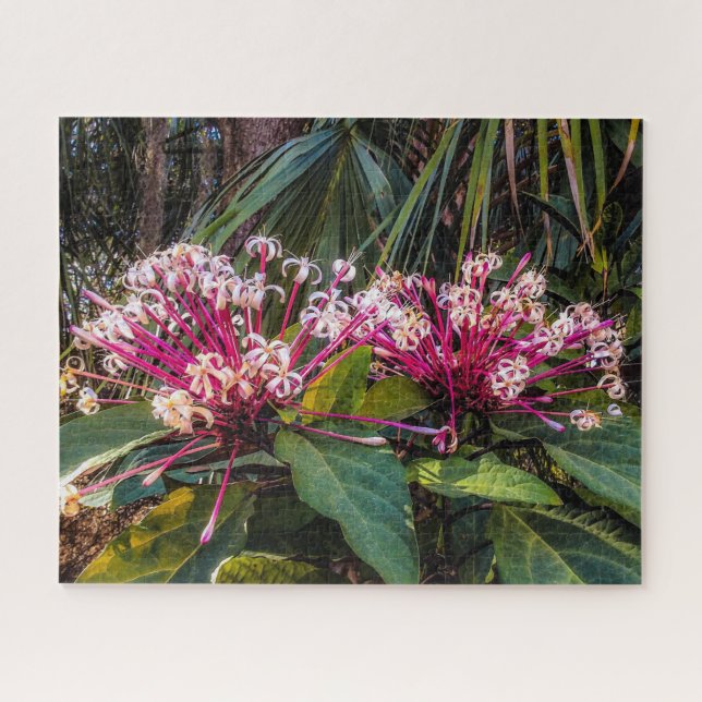 Clerodendrum Starburst Flowers Puzzle (Horizontal)