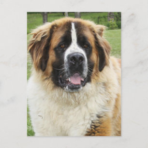 Cletus - Saint Bernard Postcard