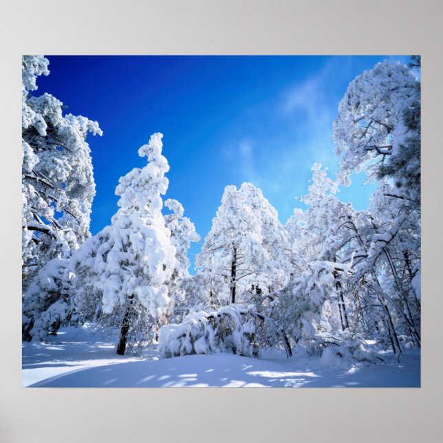 Cleveland National Forest Poster (Front)