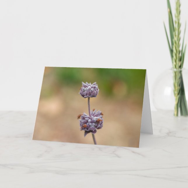 Cleveland Sage Card (Front)