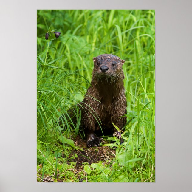 Clever River Otter Poster (Front)