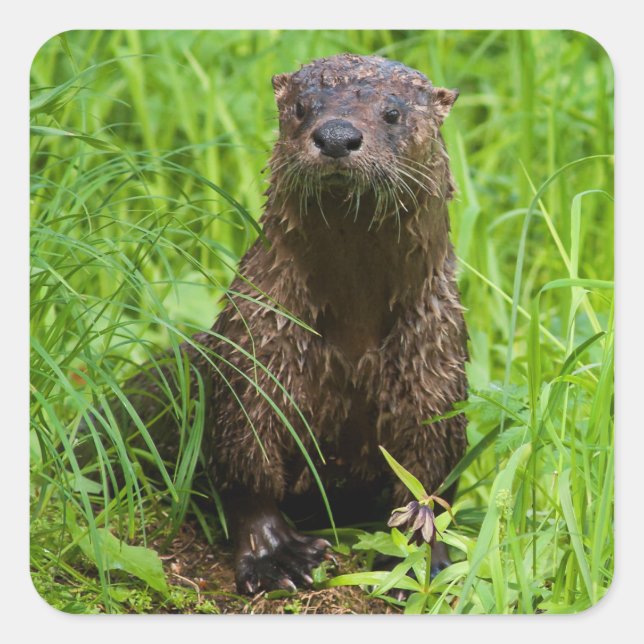 Clever River Otter Square Sticker (Front)