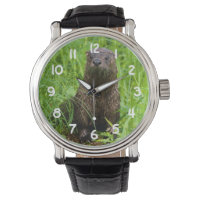 Clever River Otter