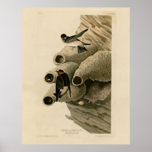 Cliff Swallow Republican Audubon Birds of America Poster
