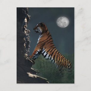 Climate Tigers Postcard