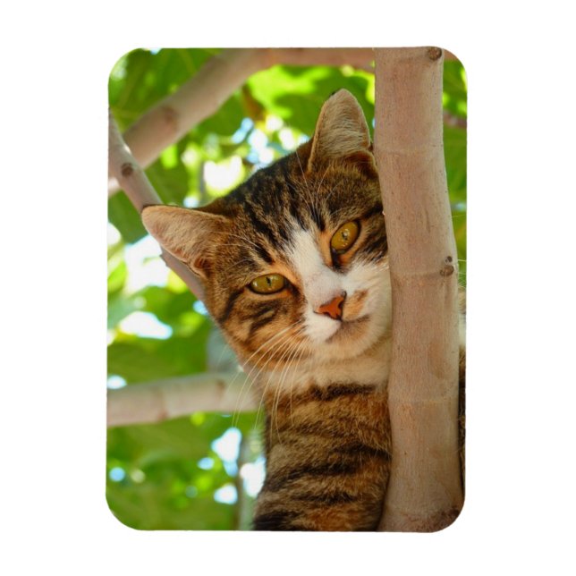 Climber cat magnet (Vertical)