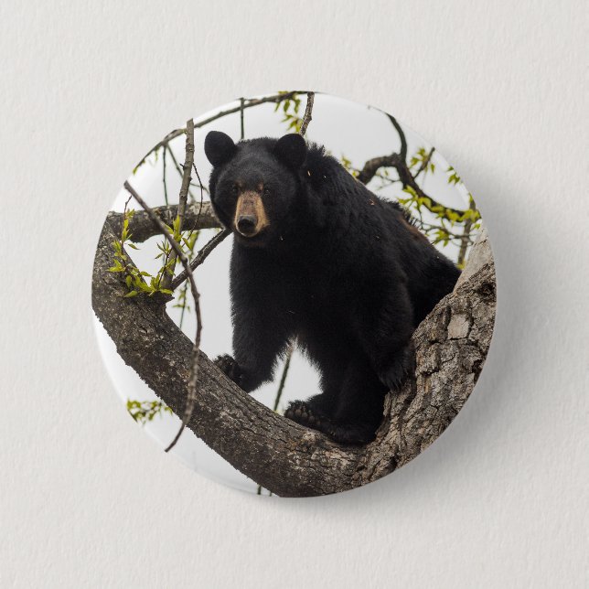 Climbing Black Bear 6 Cm Round Badge (Front)