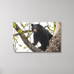 Climbing Black Bear Canvas Print