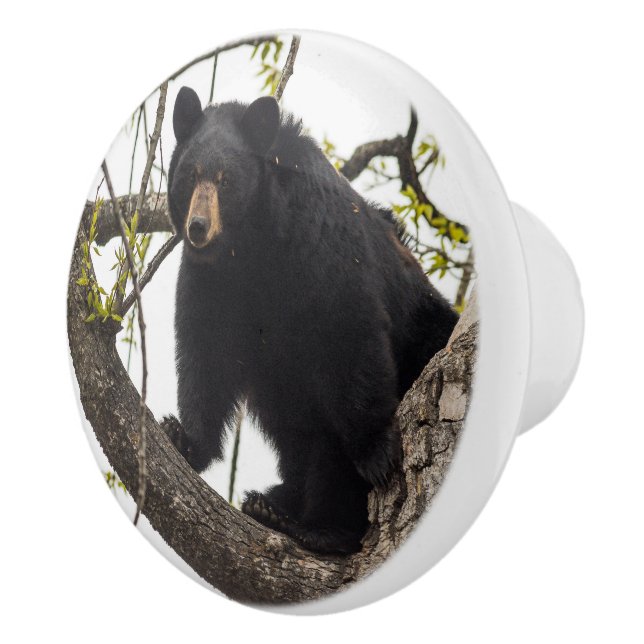 Climbing Black Bear Ceramic Knob (Right)