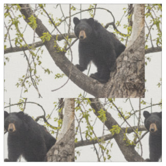 Climbing Black Bear Fabric